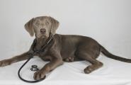 Labrador in der Tierklinik