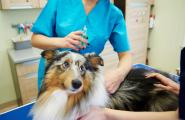 Collie-Hund in Behandlung