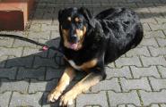 Hund vor der tierärztlichen Praxis in Ottobrunn