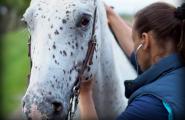 Sabine Stephanus untersucht ein Pferd