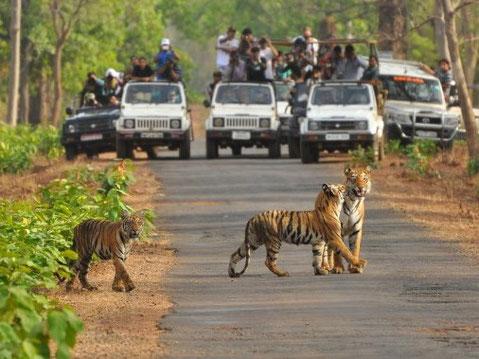 Indien hat eine beeindruckende Fauna und Flora Entdecken Sie die wilde Seite Indiens mit der Pauschalreise Wildes Indien