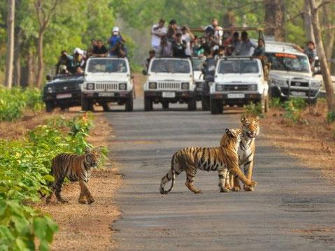 Entdecken Sie die wilde Seite Indiens mit der Pauschalreise Wildes Indien