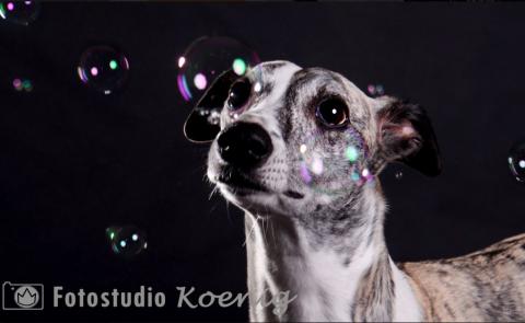 Süße Portraits von Ihrem besten Freund Tierfotografie mit Herz
