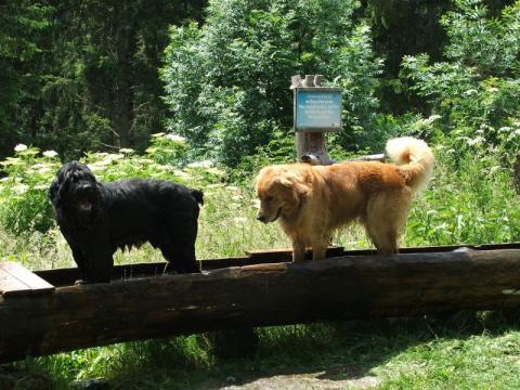 Hundeschule auch im Urlaub