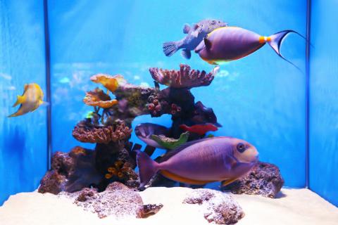 Aquarium Wilhelmi -  in Dortmund in Dortmund
