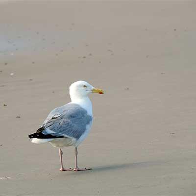 Ferienhäuser direkt am Strand 